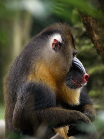A Side-View of a Captive Mandrill, Papio Sphinx Posters