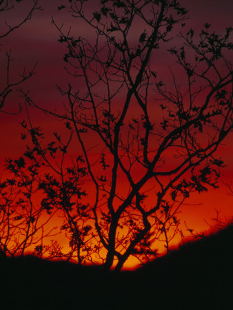 Buy Silhouetted Tree and Blazing Sky at Sunset over Blue Ridge Mountains at AllPosters.com