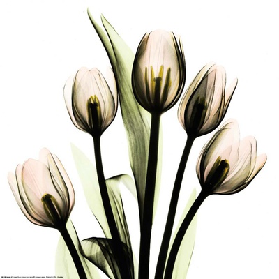 Buy Crystal Flowers X-ray, Tulip Bouquet at AllPosters.com