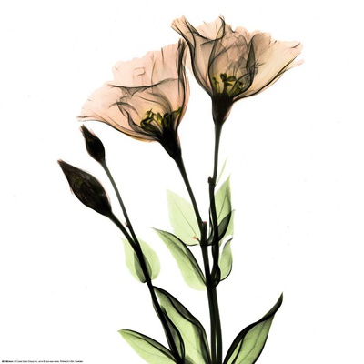 Buy Crystal Flowers X-ray, Gentian at AllPosters.com