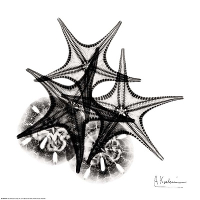 X-ray Starfish and Sanddollar