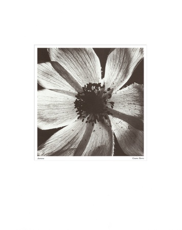 Buy Anemone I at AllPosters.com