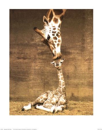 Giraffe, First Kiss