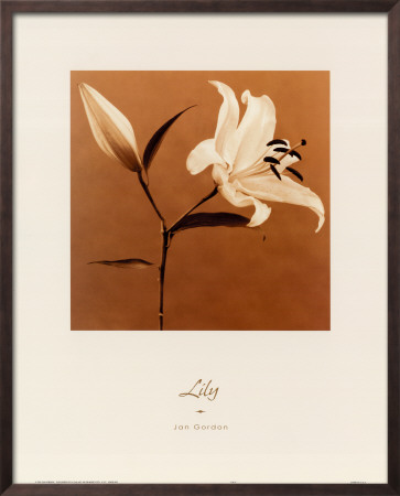 Buy Lily at AllPosters.com