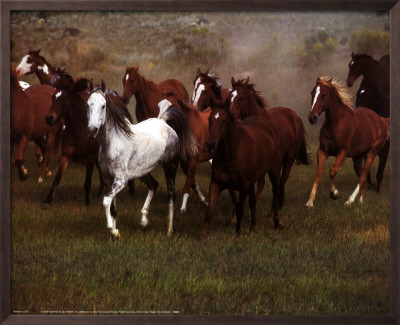 Wild Horses