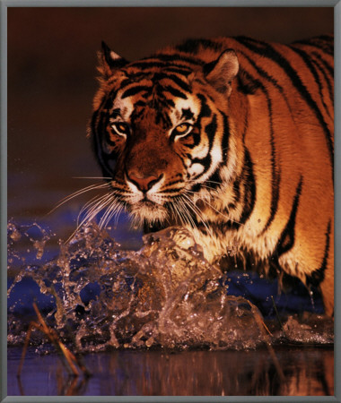 Excellence: Bengal Tiger