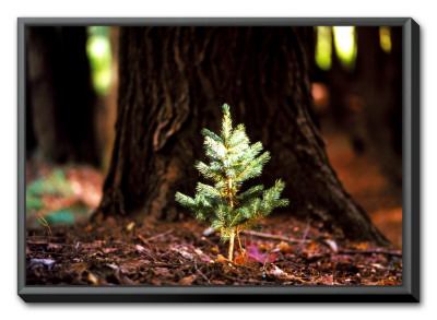 Determination: Little Pine