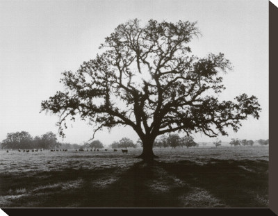 Oak Tree, Sunrise