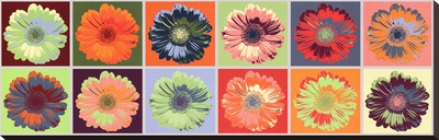 Gerbera Spectrum