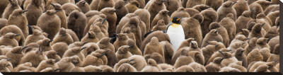 Individuality: Penguin