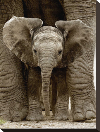 Buy Baby Elephant at AllPosters.com