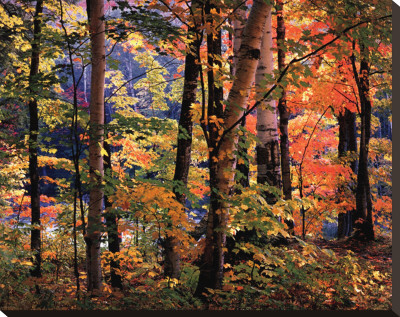 Buy Maples and Birches at AllPosters.com