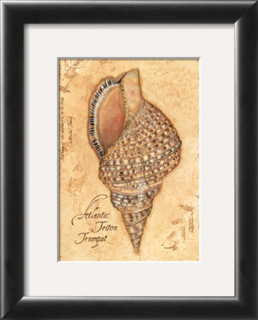 Discover, Shell