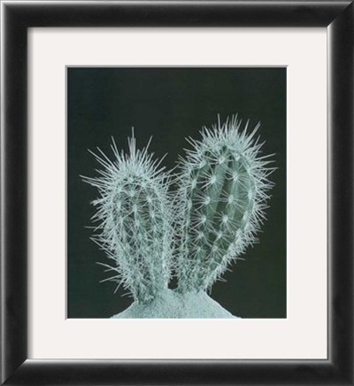 Cactus Plants I