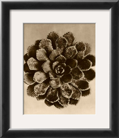 Buy Sepia Botany Study II at AllPosters.com