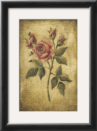 Savin Rose