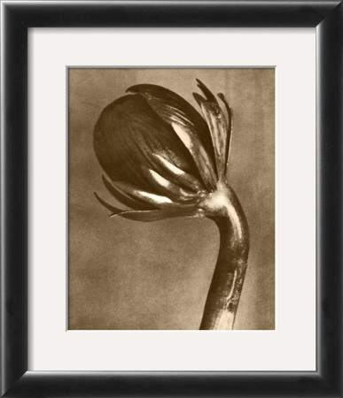 Buy Sepia Botany Study VI at AllPosters.com