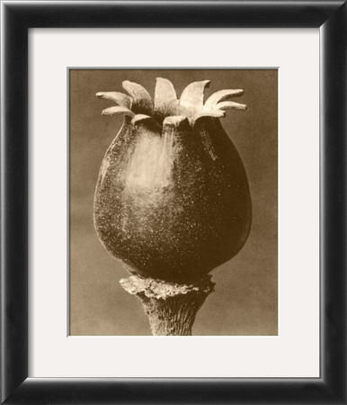 Buy Sepia Botany Study I at AllPosters.com
