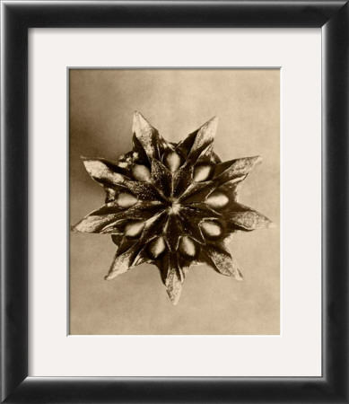Buy Sepia Botany Study IV at AllPosters.com