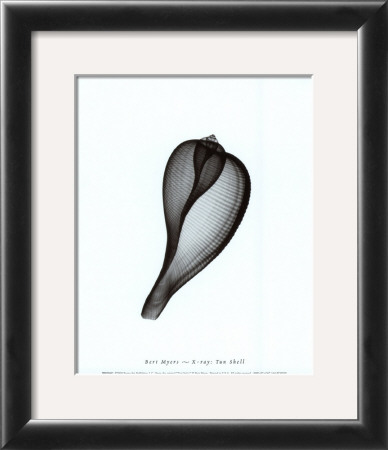 Buy Tun Shell at AllPosters.com