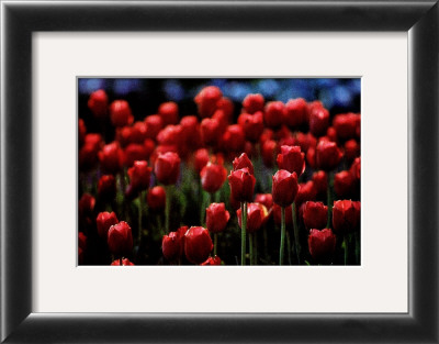 Buy Untitled at AllPosters.com