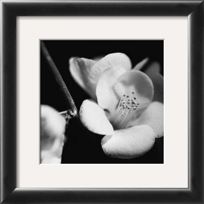 Quince Blossoms V