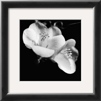 Quince Blossoms VI