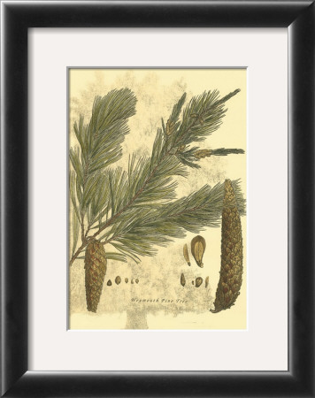 Antique Weymouth Pine Tree