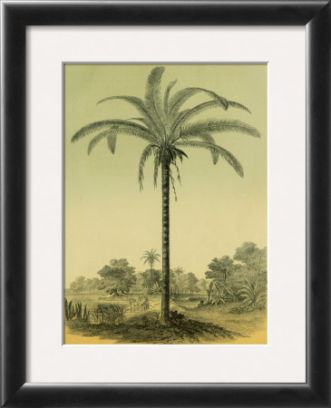 Astrocaryum Palm