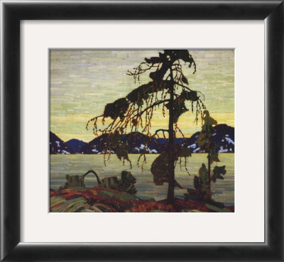 Jack Pine
