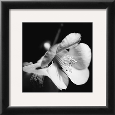 Quince Blossoms II