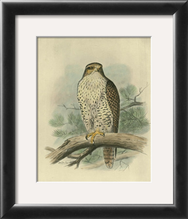 Iceland Falcon Framed Art Print