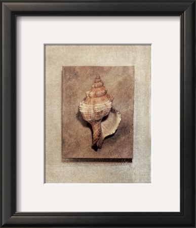 Seashell Study III