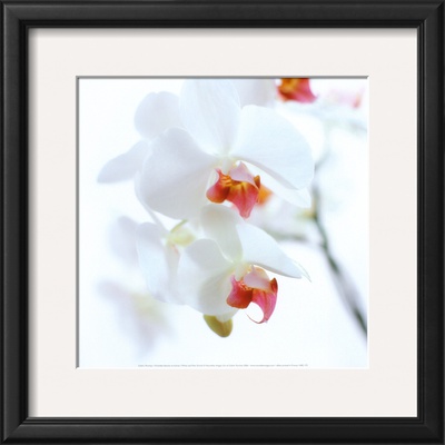 White and Pink Orchid