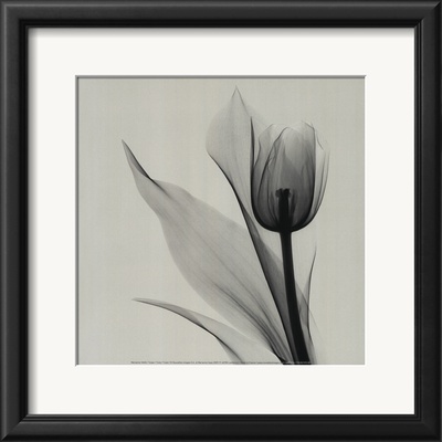 Buy Tulip at AllPosters.com