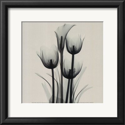 Buy Tulips and Arum Lily at AllPosters.com