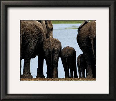 Buy Elephants at AllPosters.com