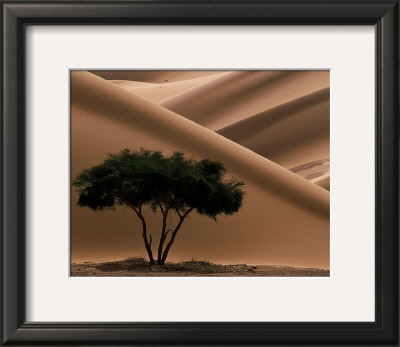 Buy Acacia at AllPosters.com