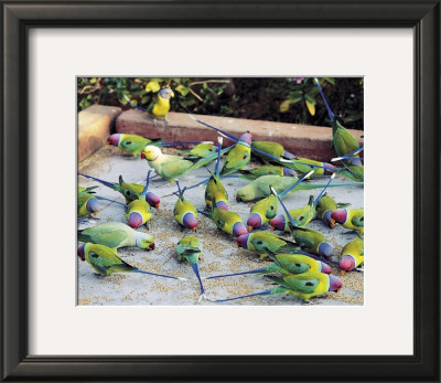 Buy Parrots of Rajasthan at AllPosters.com