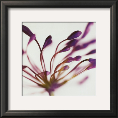 Buy Purple Agapanthus at AllPosters.com