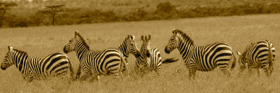 Zebras
