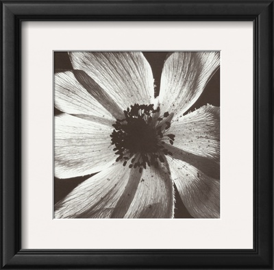 Buy Anemone I at AllPosters.com