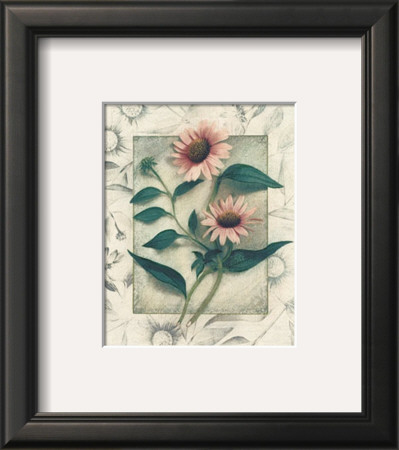 Echinacea