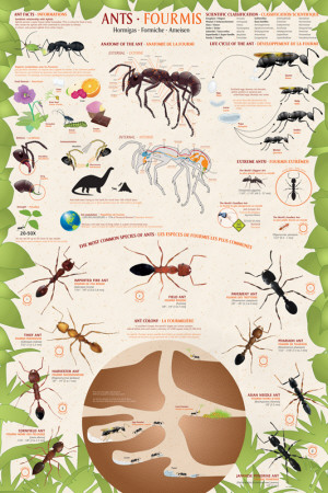 Buy Ants at AllPosters.com
