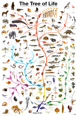 Evolution - The Tree of Life