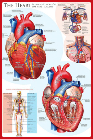 The Heart