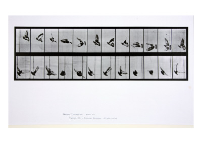 Buy Flying Bird, Plate 756 from 'Animal Locomotion', 1887 at AllPosters.com