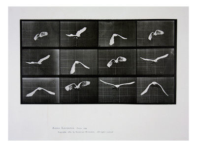Buy Bird in Flight, Plate 762 from 'Animal Locomotion', 1887 at AllPosters.com