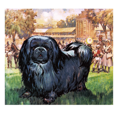 Black Knight. the Pekinese Dog Owned by Artist Sir Alfred Munnings.