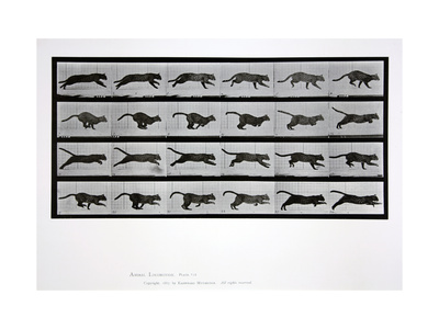 Buy Cat Running, Plate 720 from 'Animal Locomotion', 1887 at AllPosters.com